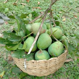 ১২ কেজি